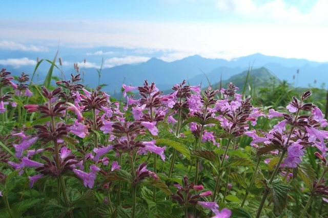 梅花皮岳・烏帽子岳へのコースと同様お花が多い