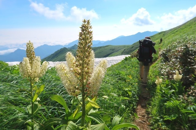 御西小屋までコバイケイソウの群落