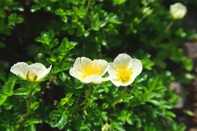 チングルマのお花