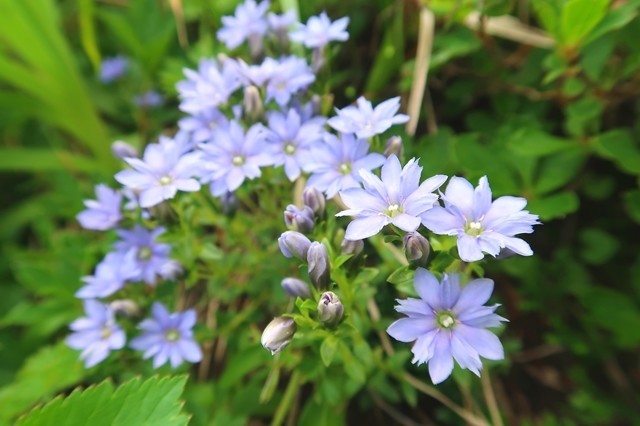 大日岳への登山道の花