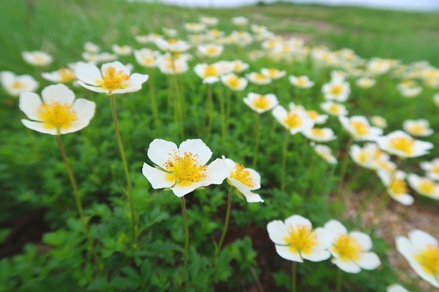 大日岳のお花畑