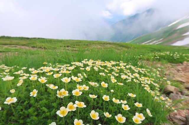 大日岳のルートに咲くお花