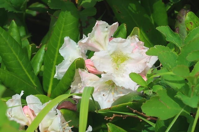 大日岳の山頂までお花が多く癒される