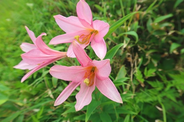 ヒメサユリのお花