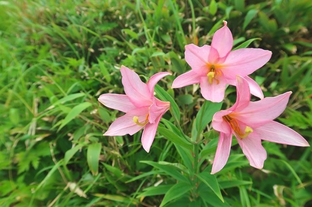 飯豊連峰のヒメサユリのお花