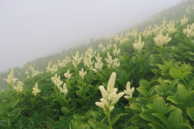 コバイケイソウの群落お花畑