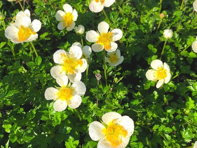 飯豊山のチングルマ