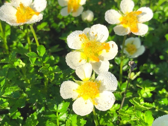 飯豊連峰のチングルマ接写