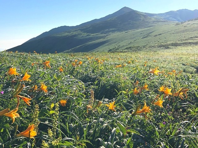 飯豊山のニッコウキスゲ満開