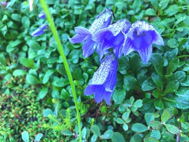 イイデリンドウ