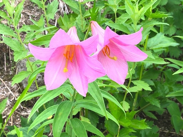 ダイグラ尾根ヒメサユリのお花