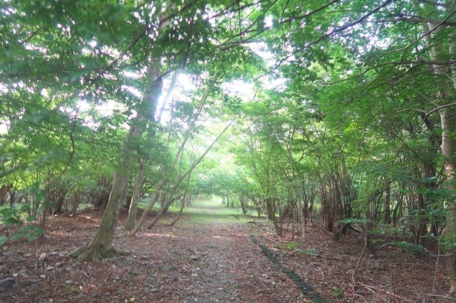 根原の吊橋から毛無山登山口までのルートと景色