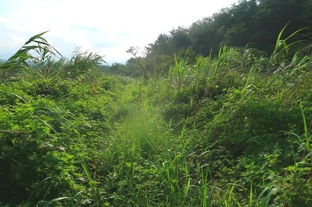 毛無山への登山道荒れている