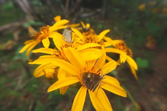 毛無山の山頂から高見岳登山の様子