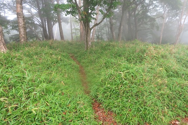 雨ヶ岳北尾根の踏み跡