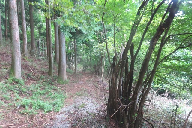 、割石峠へのルートと東海自然歩道の様子