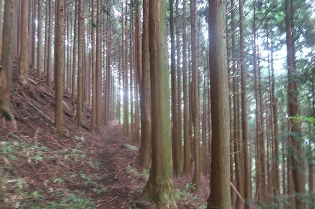 東海自然歩道のルート場の杉並木