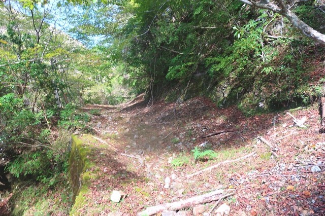 蛭ヶ岳南尾根ルートの林道