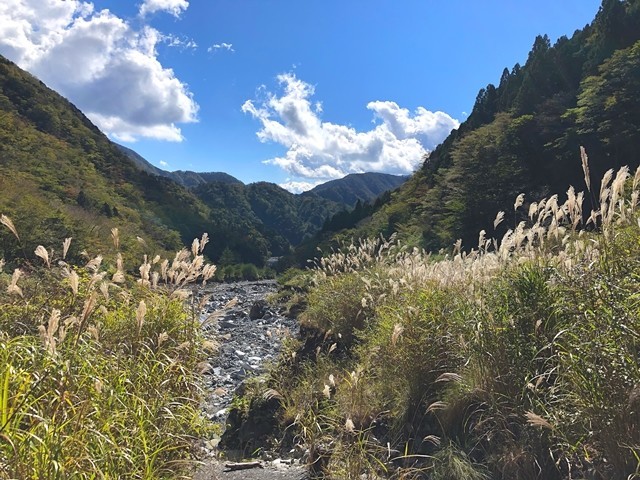 蛭ヶ岳藪漕ぎした登山道