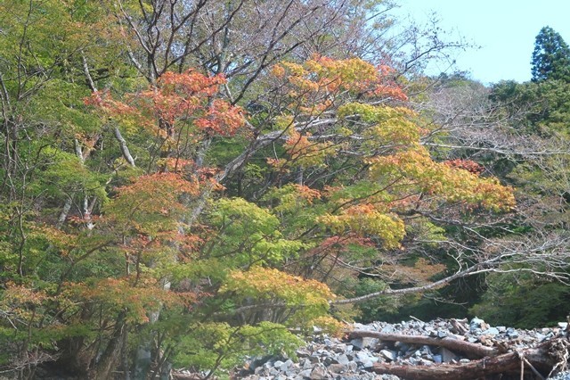 蛭ヶ岳南尾根へのルート上の紅葉