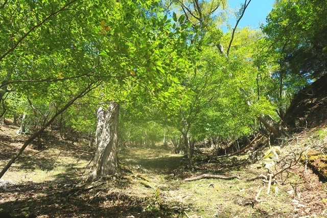 蛭ヶ岳南尾根登山口からの登山ルート