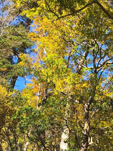 蛭ヶ岳南尾根の紅葉