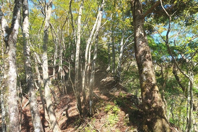 蛭ヶ岳南陵の登山ルート