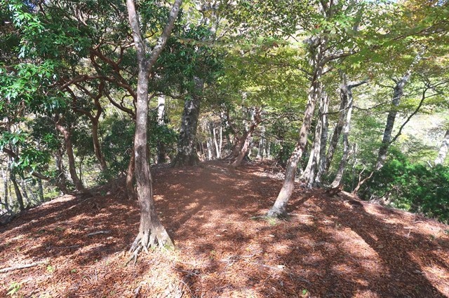 蛭ヶ岳南尾根の休憩スポット