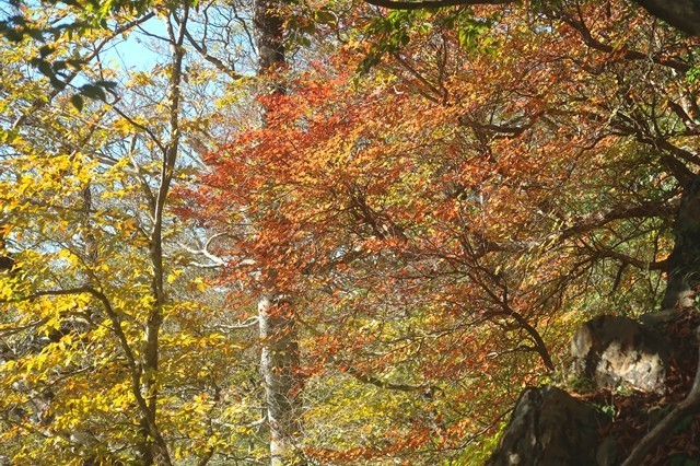 紅葉が素晴らしい蛭ヶ岳