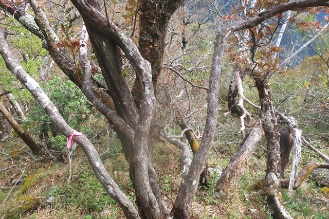 蛭ヶ岳南尾根のマーキング