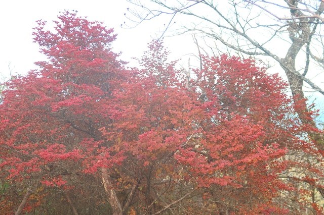 丹沢山付近の紅葉