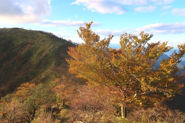 夕日に染まる紅葉と丹沢山