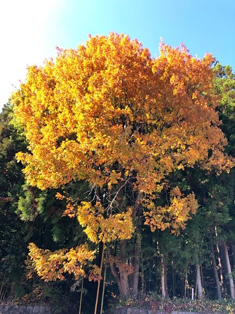 六合の里しらすな周辺の紅葉