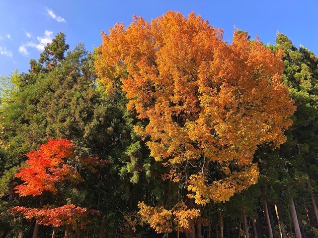 １１月の六合の里しらすな周辺の紅葉