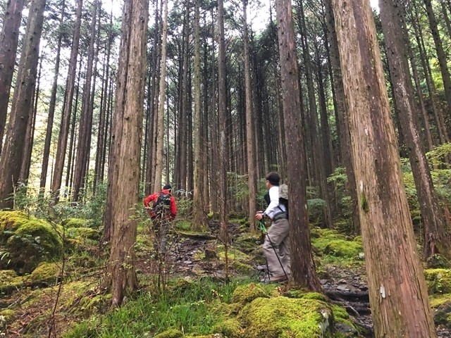 山伏登山道の樹林帯歩き