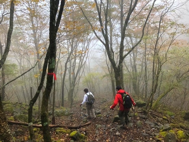 大谷崩れ登山道の樹林帯