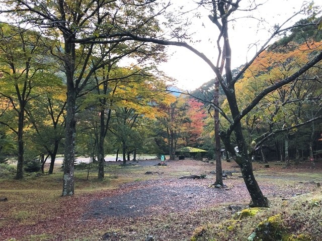 木々に囲まれているキャンプサイト