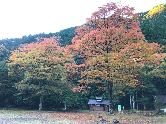 梅ヶ島キャンプ場の紅葉