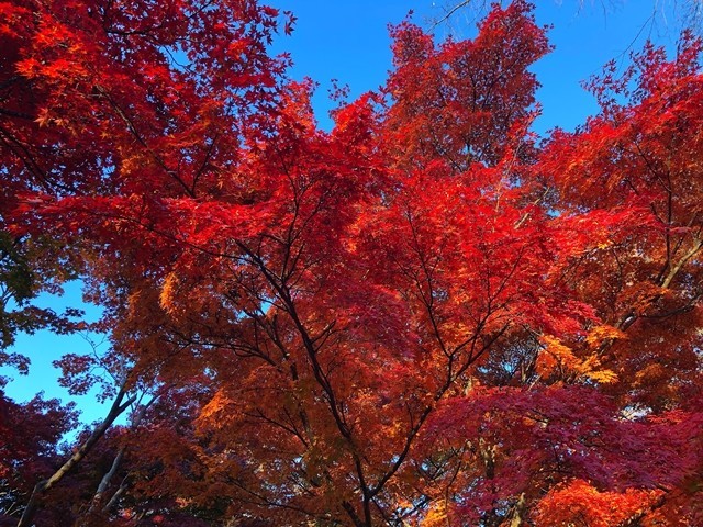 小諸城址懐古園の紅葉