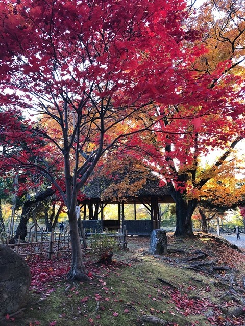 小諸城址懐古園の東屋と紅葉