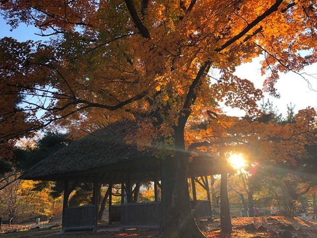 夕日と紅葉に染まる東屋
