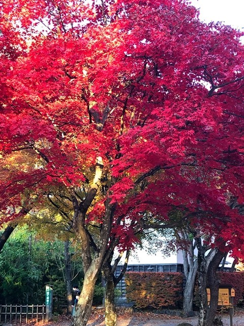 小諸城址の紅葉する木々の多さ