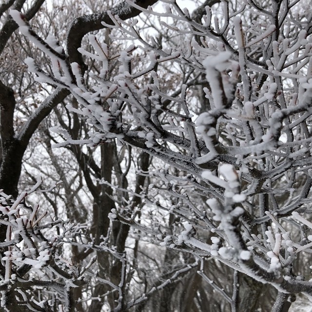 御在所岳周辺雪化粧