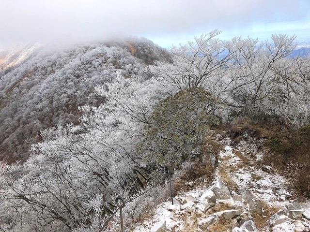 丹沢山への登山ルートを覆う一面の霧氷