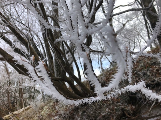 丹沢山登山道にできた霧氷のアップ