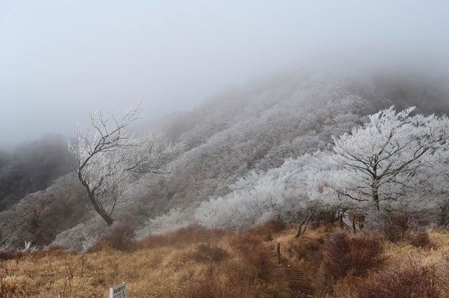 丹沢山のガスに包まれた霧氷の登山道