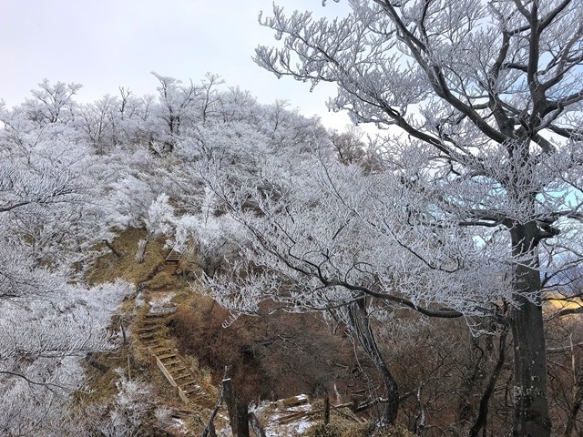 丹沢山周辺に形成された霧氷の様子