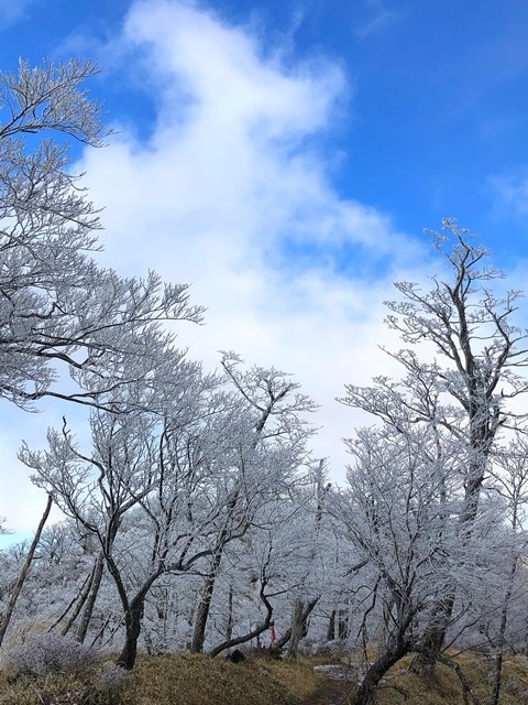 霧氷に覆われた森と青空の景色