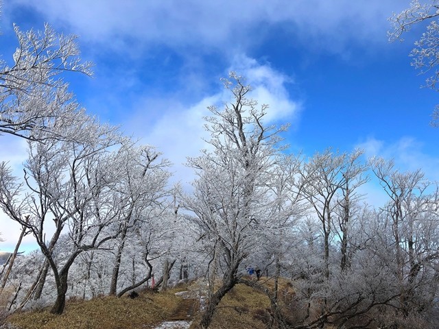 青空と霧氷に彩られた丹沢山登山道の景色