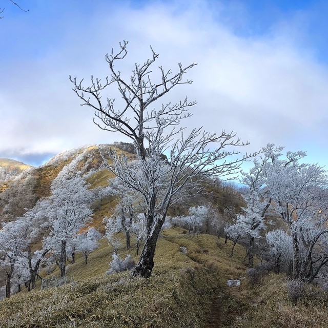 霧氷に覆われた丹沢山登山道を歩く様子